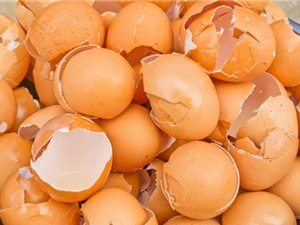 Tá dược từ vỏ trứng giúp cải thiện tốc độ hòa tan của thuốc